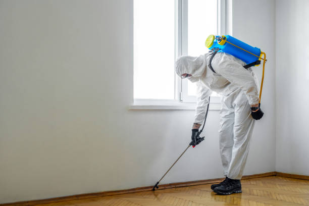 Best Termite Inspection and Treatment  in Cottonwood, AZ